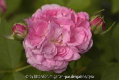 RdVpink Blüte