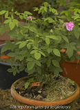 RdVpink Habitus 1J.