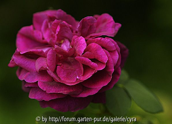 Rose du Roi 336
