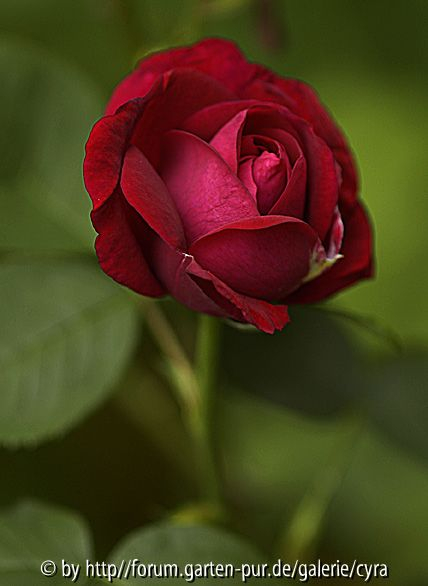 Rose du Roi 337