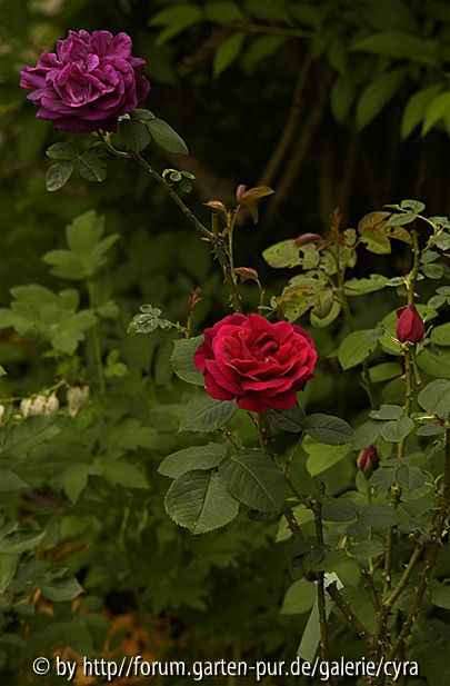 Rose du Roi 2592