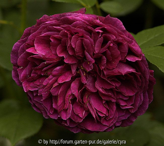 The Prince 2595