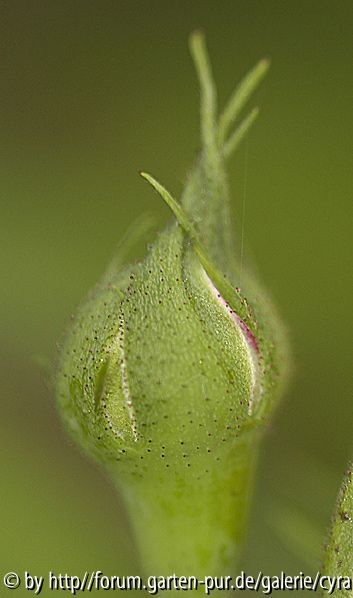 RdVpink Knospe mit Drüsen