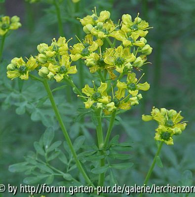 Weinraute (Ruta graveolens)