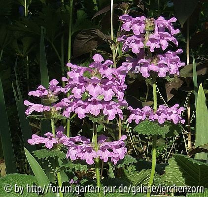 Großblütiger Ziest (Stachys grandiflora)
