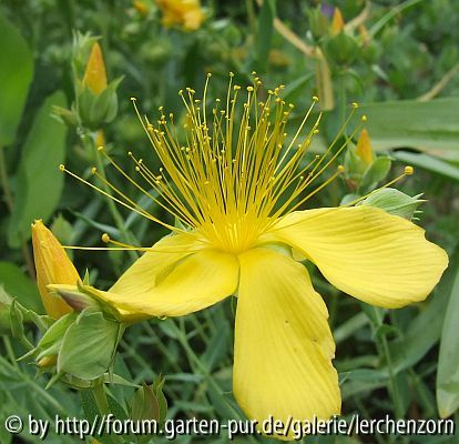 Großblütiges Johanniskraut (Hypericum olympicum = H. polyphyllum)