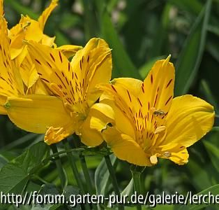 Gelbe Inkalilie (Alstroemeria aurantiaca)
