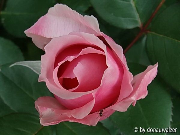 Brother Cadfael Knospe 080530