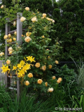 Graham Thomas 080603