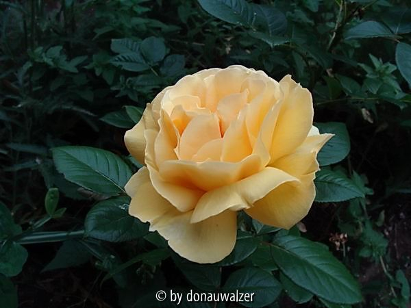Michelangelo 080603