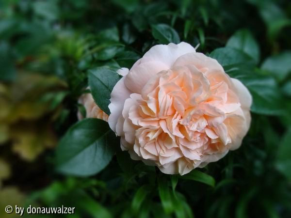 Sängerhauser Jubileumsrose 080603