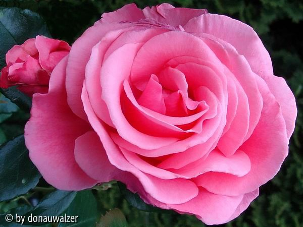 The Queen Elizabeth Rose 080603