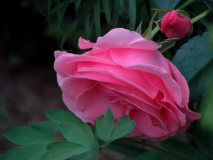 The Queen Eliszabeth Rose 080601
