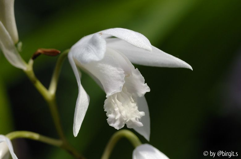 Bletilla, weiß I
