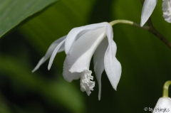 Bletilla, weiß