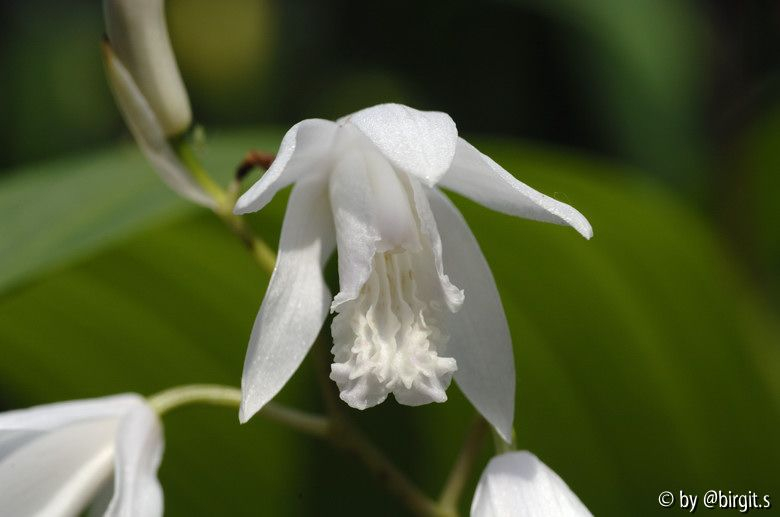 Bletilla, weiß III