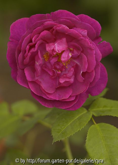 Chianti 2382