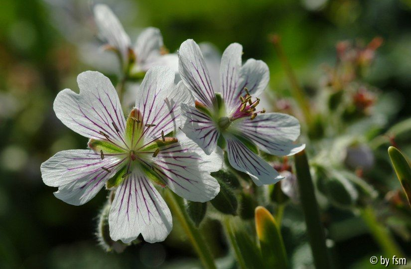 Geranium