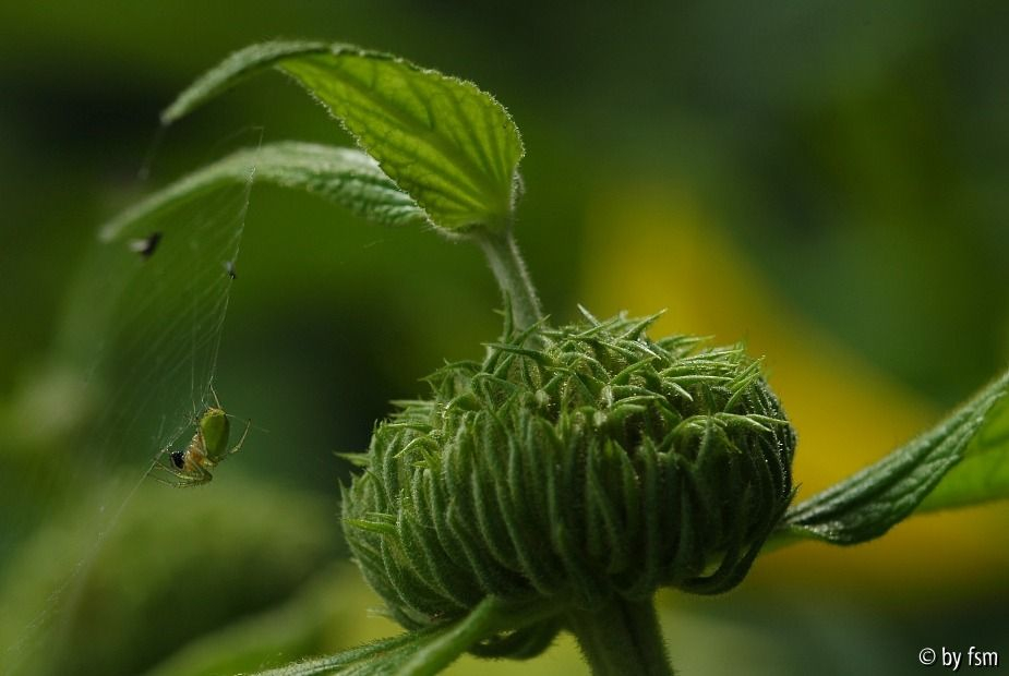 Phlomis