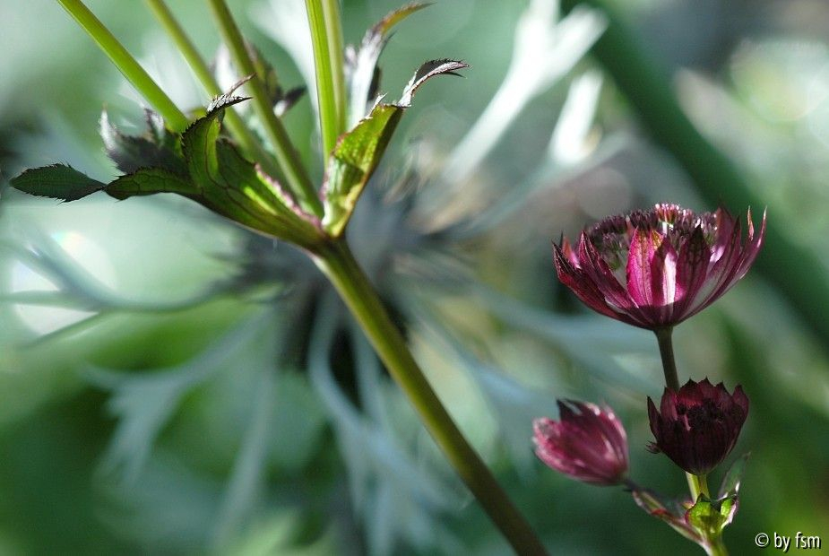 Astrantia
