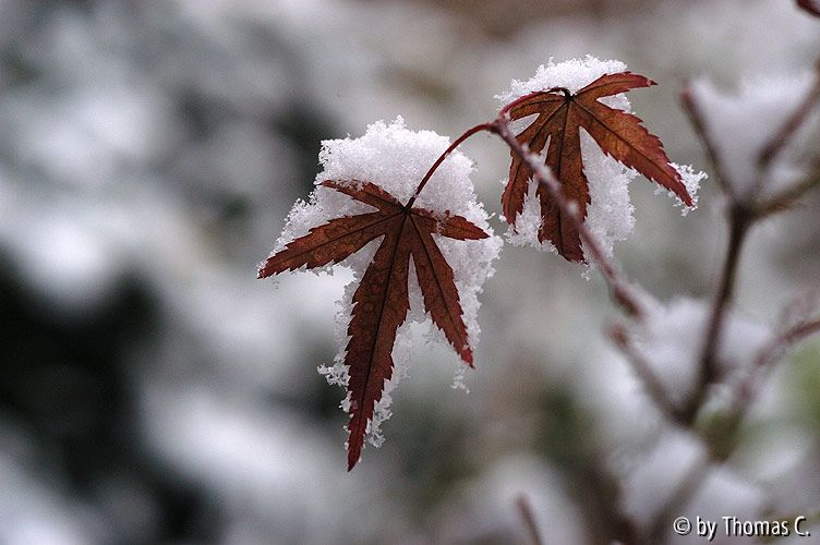 Acer Wilsons pink dwarf mit Schnee-Häubchen