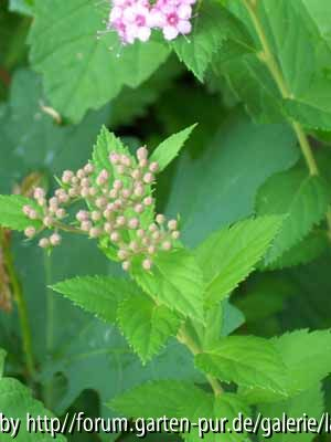 Staude unbekannt Blüte geschlossen