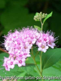 Staude unbekannt Blüte offen