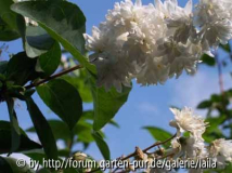 Strauch unbekannt Blüte