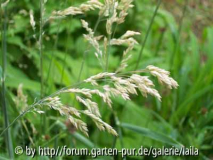 Gras unbekannt (110-130cm)