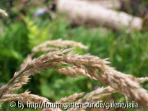 Gras unbekannt (120-140cm)
