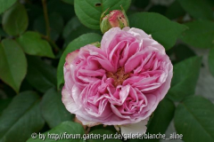 Bourbonrose.jpg