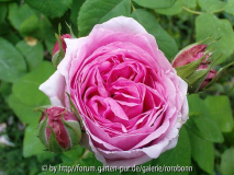 comte de chambord.jpg