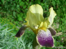 Loreley, Iris variegata