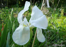 Iris albicans