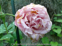 fantin latour juni 1.jpg