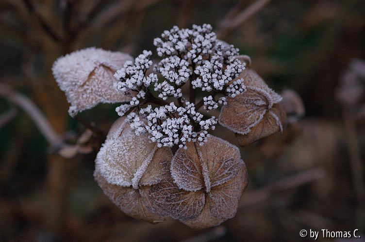 Rauhreif auf Hortensie