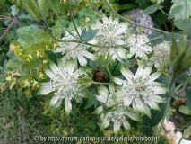 astrantia shaggy 2.jpg