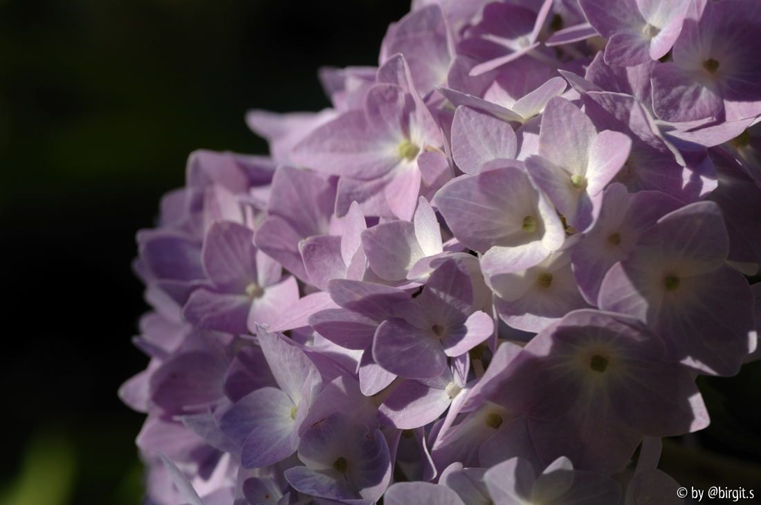 Hortensie I