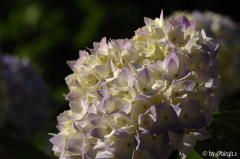 Hortensie