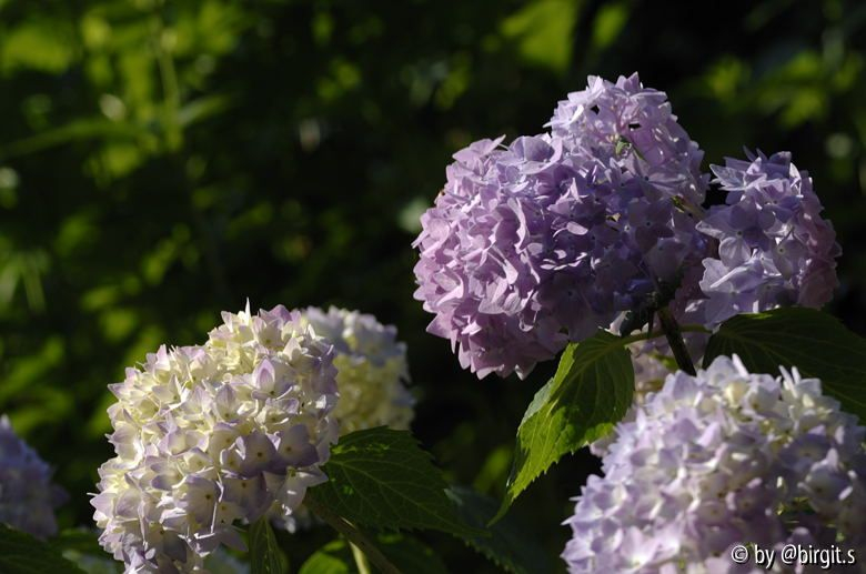 Hortensie III