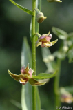 Epipactis