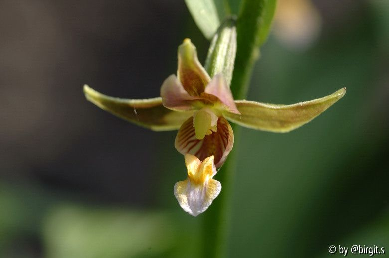 Epipactis II