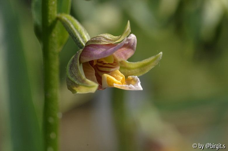 Epipactis III