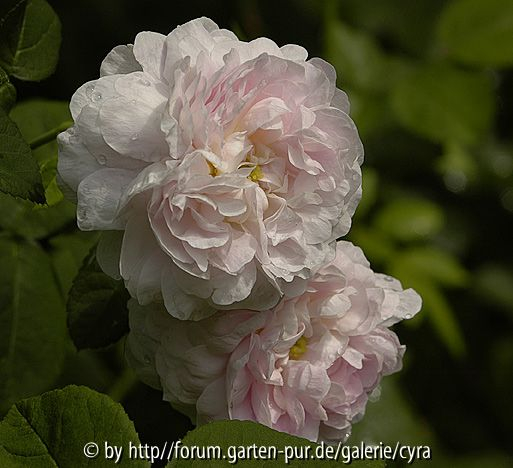 Duchesse de Montebello 5