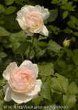 Sharifa-Asma-2967