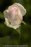 Sharifa-Asma-2734