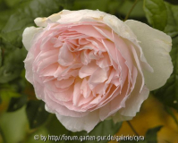 Sharifa-Asma-2729