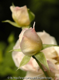 Sharifa-Asma-2496