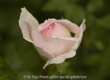 Sharifa-Asma-2736