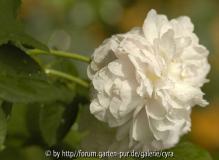 Duchesse de Montebello 2924
